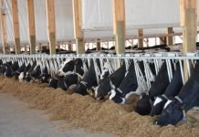 Neogen® Launches Igenity® Enhanced Dairy