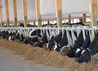 Neogen® Launches Igenity® Enhanced Dairy