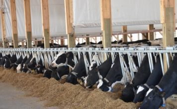 Neogen® Launches Igenity® Enhanced Dairy