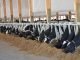 Neogen® Launches Igenity® Enhanced Dairy