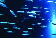 Russian Aquaculture Demands to Restrict Fish Meal Exports