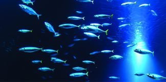 Russian Aquaculture Demands to Restrict Fish Meal Exports