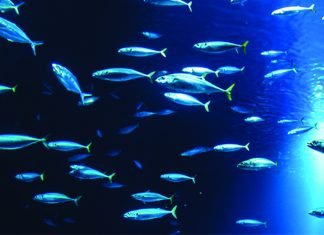 Russian Aquaculture Demands to Restrict Fish Meal Exports