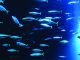 Russian Aquaculture Demands to Restrict Fish Meal Exports