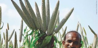 Millets Can Play a Key Role in Animal Feed