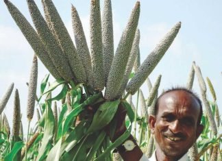 Millets Can Play a Key Role in Animal Feed