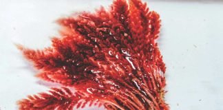 Australian Seaweed Startup Looks Beyond Methane-Reduction