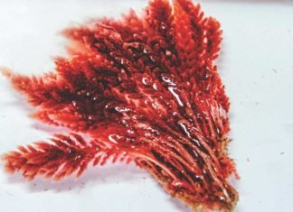 Australian Seaweed Startup Looks Beyond Methane-Reduction