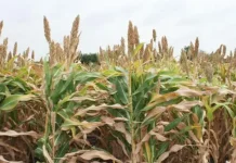 Chinese Fodder Can Help African Dairy Farmers in Improved Production