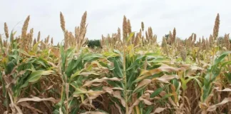 Chinese Fodder Can Help African Dairy Farmers in Improved Production