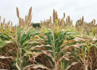 Chinese Fodder Can Help African Dairy Farmers in Improved Production