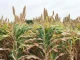 Chinese Fodder Can Help African Dairy Farmers in Improved Production