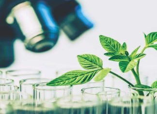 A New Lens for Phytogenics – Harnessing The Power of Plants