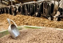 Cattle Feed: Key to Unlocking the Full Potential of Milk Industry