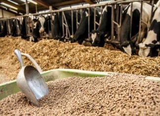 Cattle Feed: Key to Unlocking the Full Potential of Milk Industry