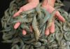 A 15-20% Decline Expected in Indian Shrimp Production in FY24