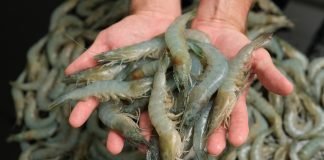 A 15-20% Decline Expected in Indian Shrimp Production in FY24
