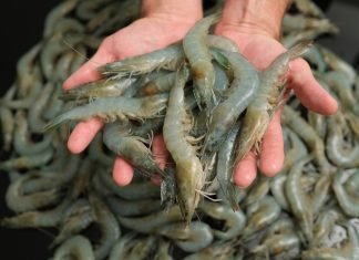 A 15-20% Decline Expected in Indian Shrimp Production in FY24