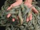 A 15-20% Decline Expected in Indian Shrimp Production in FY24