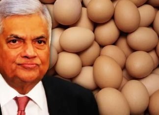 Sri Lanka to Import Eggs from India