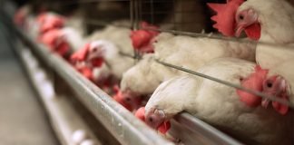 Better Utilization of Energy or Nutrients from the Diet