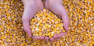 USGC Weekly Price Report for week ended 08 Sep 2023