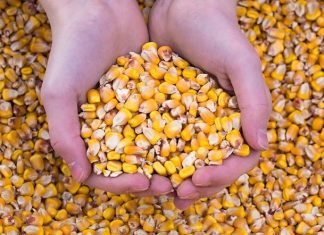 USGC Weekly Price Report for week ended 08 Sep 2023