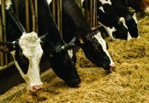 An Innovative Value Addition of Rice Straw