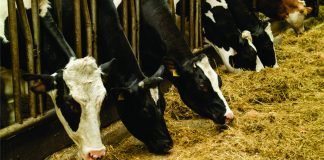 An Innovative Value Addition of Rice Straw