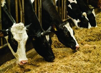 An Innovative Value Addition of Rice Straw