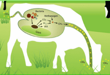 Strategies to Reduce Methane Emission
