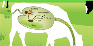Strategies to Reduce Methane Emission