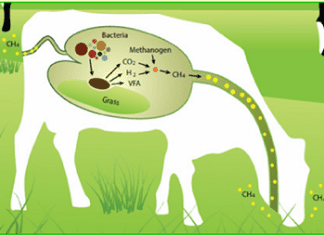 Strategies to Reduce Methane Emission