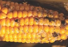 Mycotoxins: From Field to Fork – An Unobtrusive Menace to Animal and Human Health