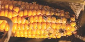 Mycotoxins: From Field to Fork – An Unobtrusive Menace to Animal and Human Health
