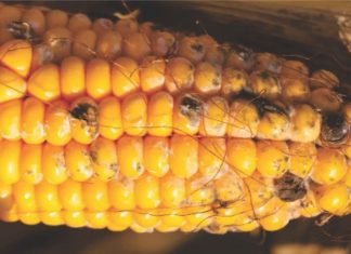 Mycotoxins: From Field to Fork – An Unobtrusive Menace to Animal and Human Health