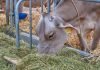 Animal Husbandry Department Seeks Funds for Fodder