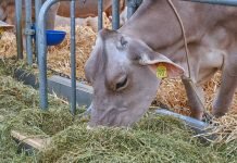 Animal Husbandry Department Seeks Funds for Fodder