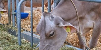 Animal Husbandry Department Seeks Funds for Fodder