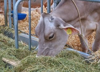 Animal Husbandry Department Seeks Funds for Fodder
