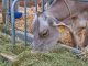 Animal Husbandry Department Seeks Funds for Fodder