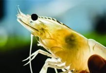 Shrimp Industry Outlook