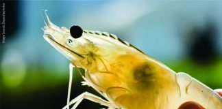 Shrimp Industry Outlook