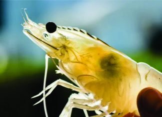 Shrimp Industry Outlook
