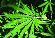 Hemp – An Alternative and Sustainable Aquafeed Ingredient