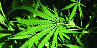 Hemp – An Alternative and Sustainable Aquafeed Ingredient