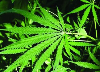 Hemp – An Alternative and Sustainable Aquafeed Ingredient