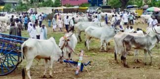 NIANP Discovers Regional Solution to Control Indian Cattle-Produced Greenhouse Gas Emissions