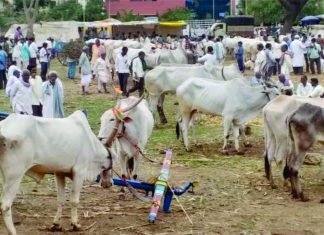 NIANP Discovers Regional Solution to Control Indian Cattle-Produced Greenhouse Gas Emissions