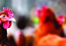 Recognition by WOAH Signifies India’s Commitment to International Biosecurity Standards